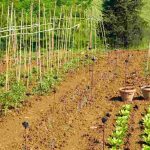 Cultivar uma horta junto a um campo agrícola: que impactos? Que soluções?