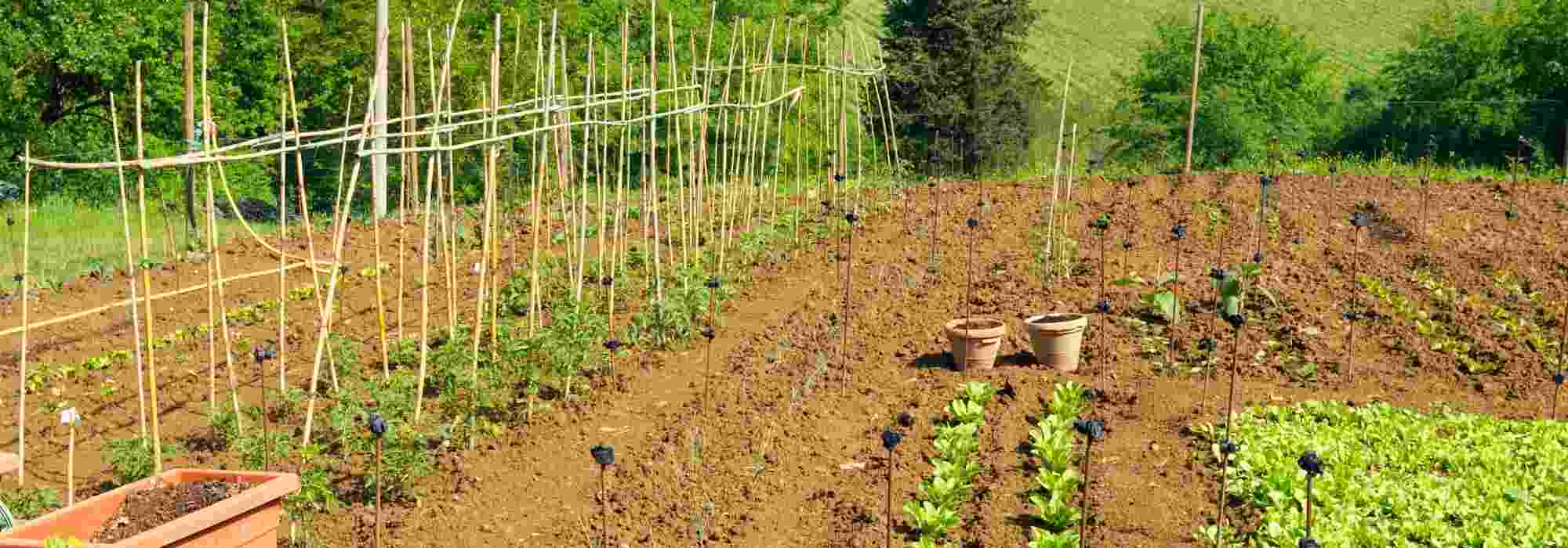 Cultivar uma horta junto a um campo agrícola: que impactos? Que soluções?