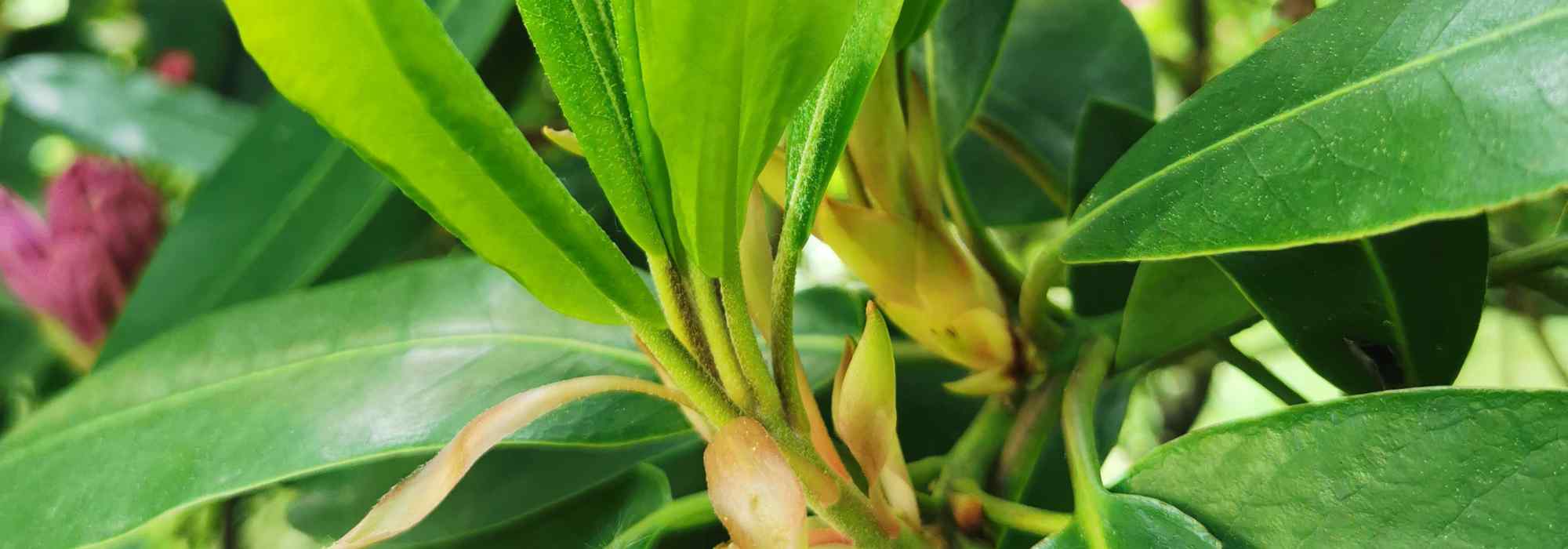 Porque é que o meu rododendro não floresce?