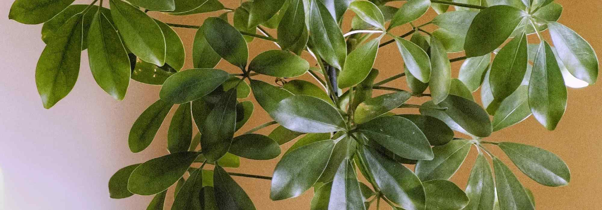 Schefflera: cuidados, estaquia e conselhos de cultivo