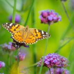 Borboletas no jardim: como atraí-las e acolhê-las de forma natural