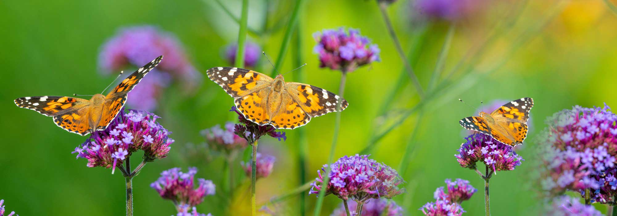 Borboletas no jardim: como atraí-las e acolhê-las de forma natural