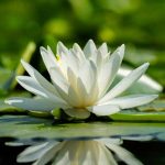 Loto, nenúfar ou nenúfar? Não volte a confundir estas três plantas!