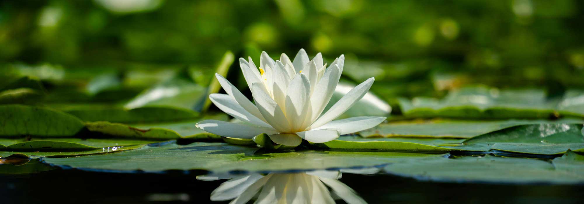 Loto, nenúfar ou nenúfar? Não volte a confundir estas três plantas!