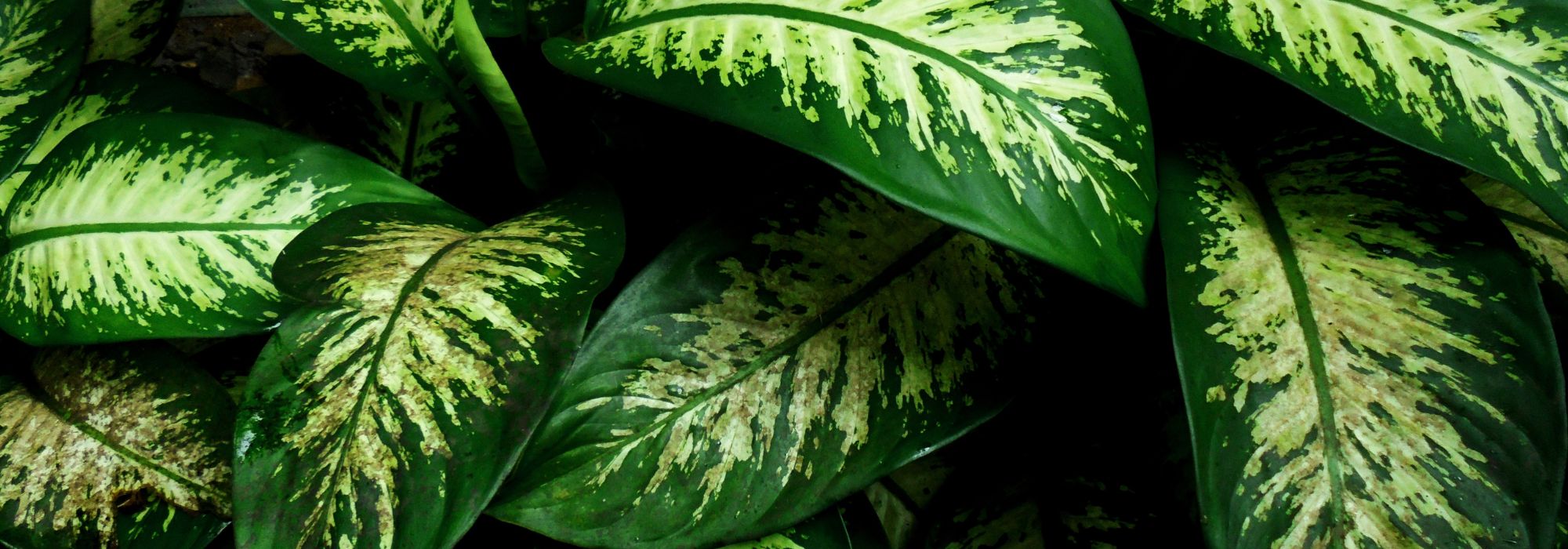 Comigo-ninguém-pode: cultivo e cuidados
