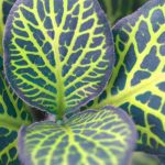 Fitónia: cultivo, cuidados e dicas para a cultivar com sucesso no interior