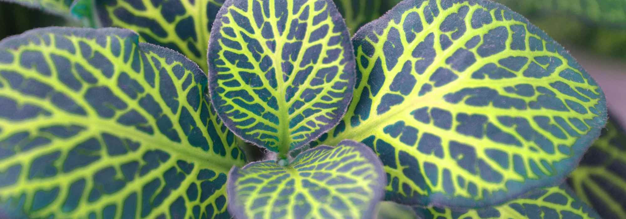 Fitónia: cultivo, cuidados e dicas para a cultivar com sucesso no interior