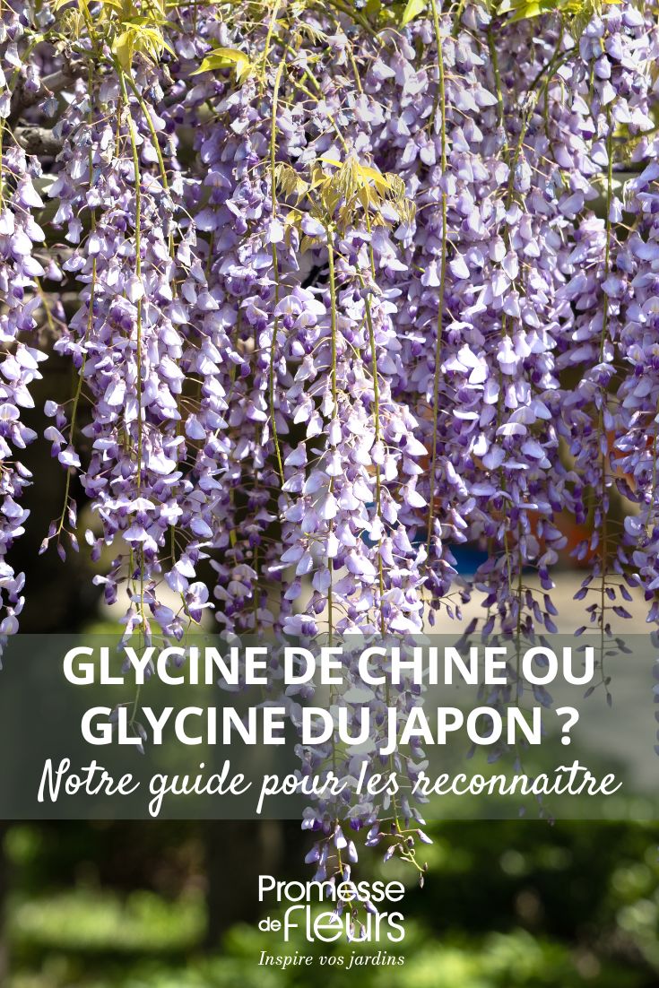 glicínia