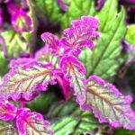Gynura aurantiaca, planta-veludo: cultivo, rega, manutenção e variedades