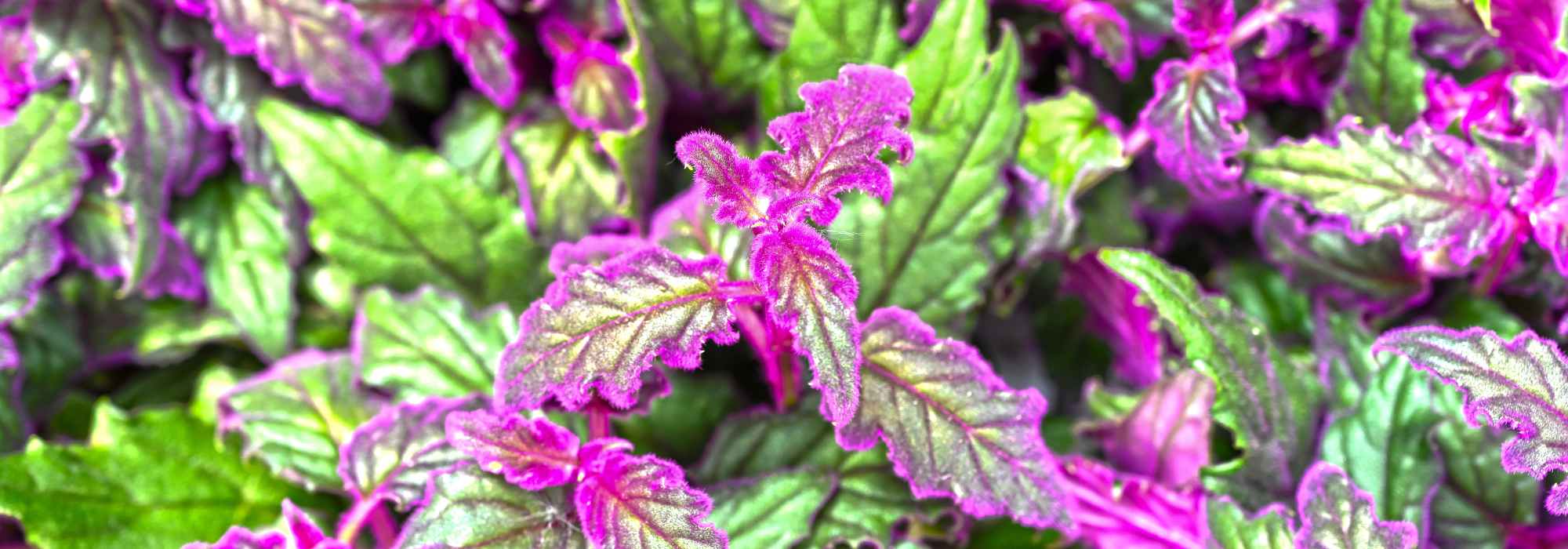 Gynura aurantiaca, planta-veludo: cultivo, rega, manutenção e variedades