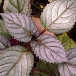 Hemigraphis: cultivo e manutenção