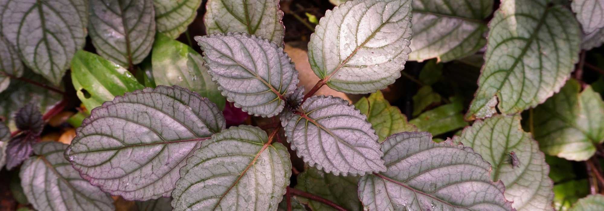 Hemigraphis: cultivo e manutenção