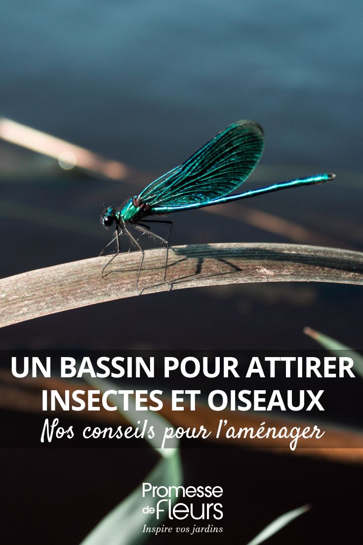 libélula azul