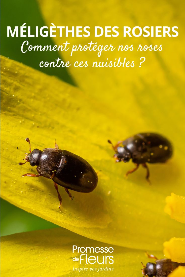 Meligethes aeneus