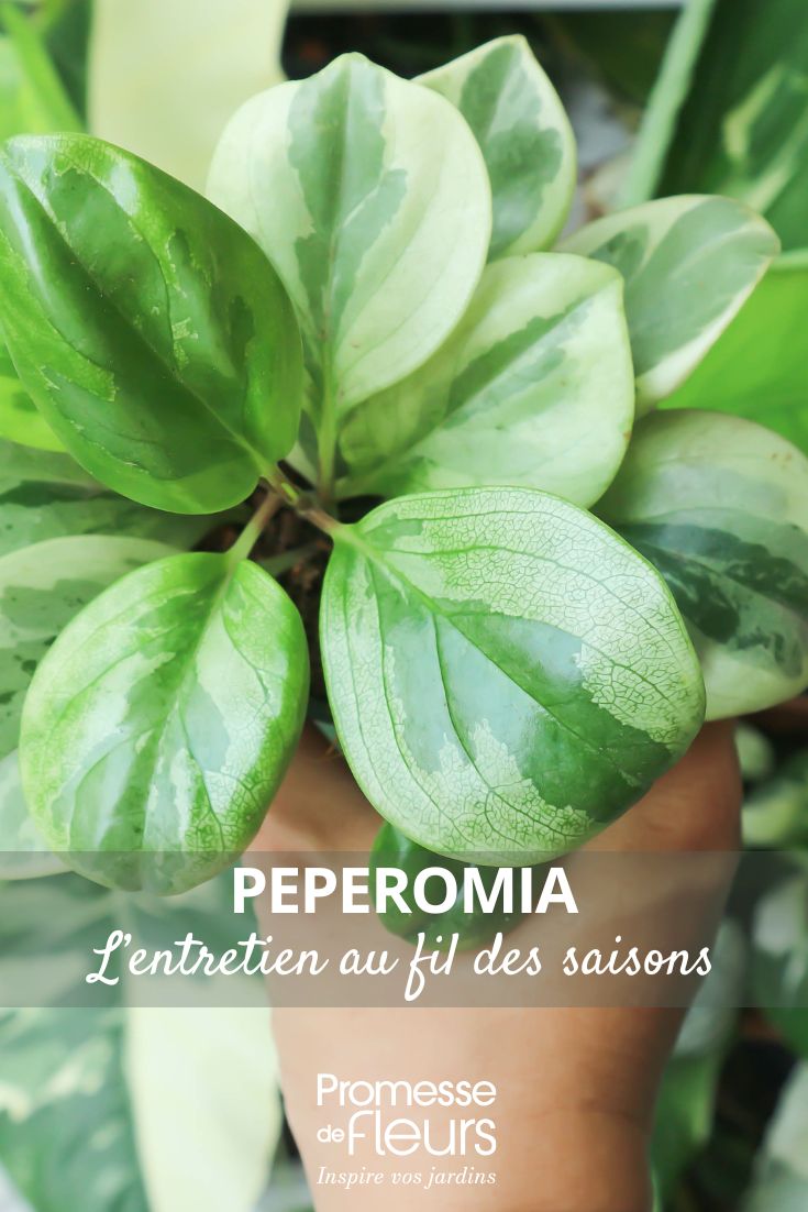 peperómia