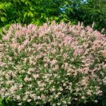Quando e como podar o salgueiro-variegado?