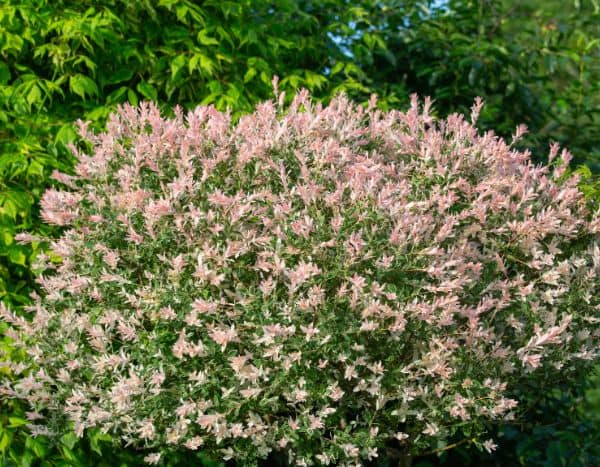 Quando e como podar o salgueiro-variegado?