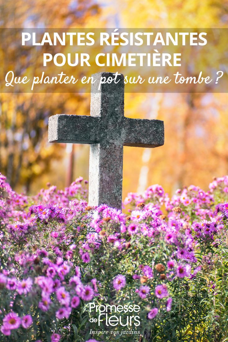florir uma campa
