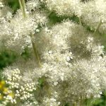 A filipêndula: uma planta medicinal bonita e útil ao mesmo tempo