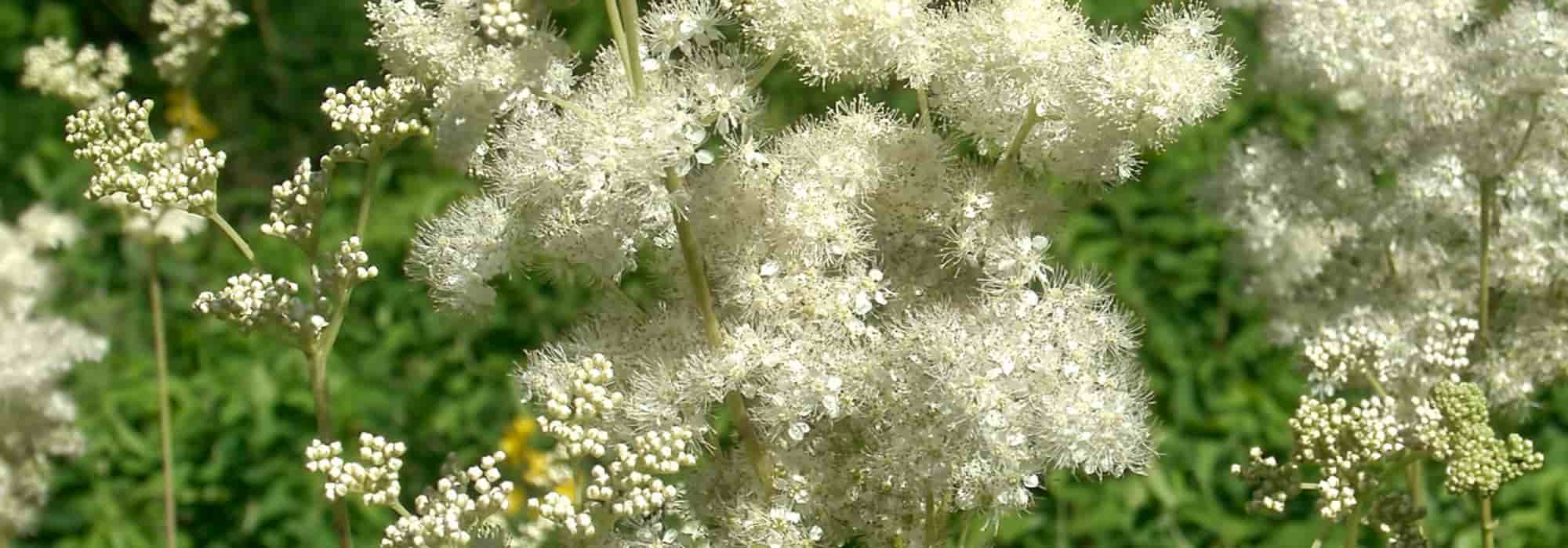 A filipêndula: uma planta medicinal bonita e útil ao mesmo tempo