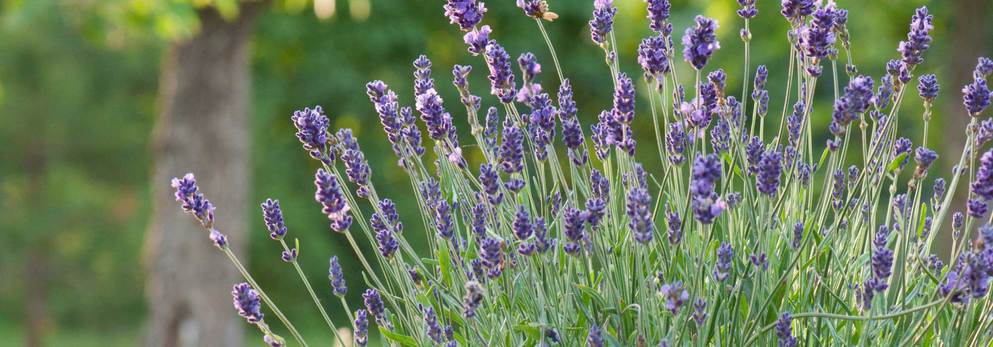 Como rejuvenescer uma alfazema velha através da poda?