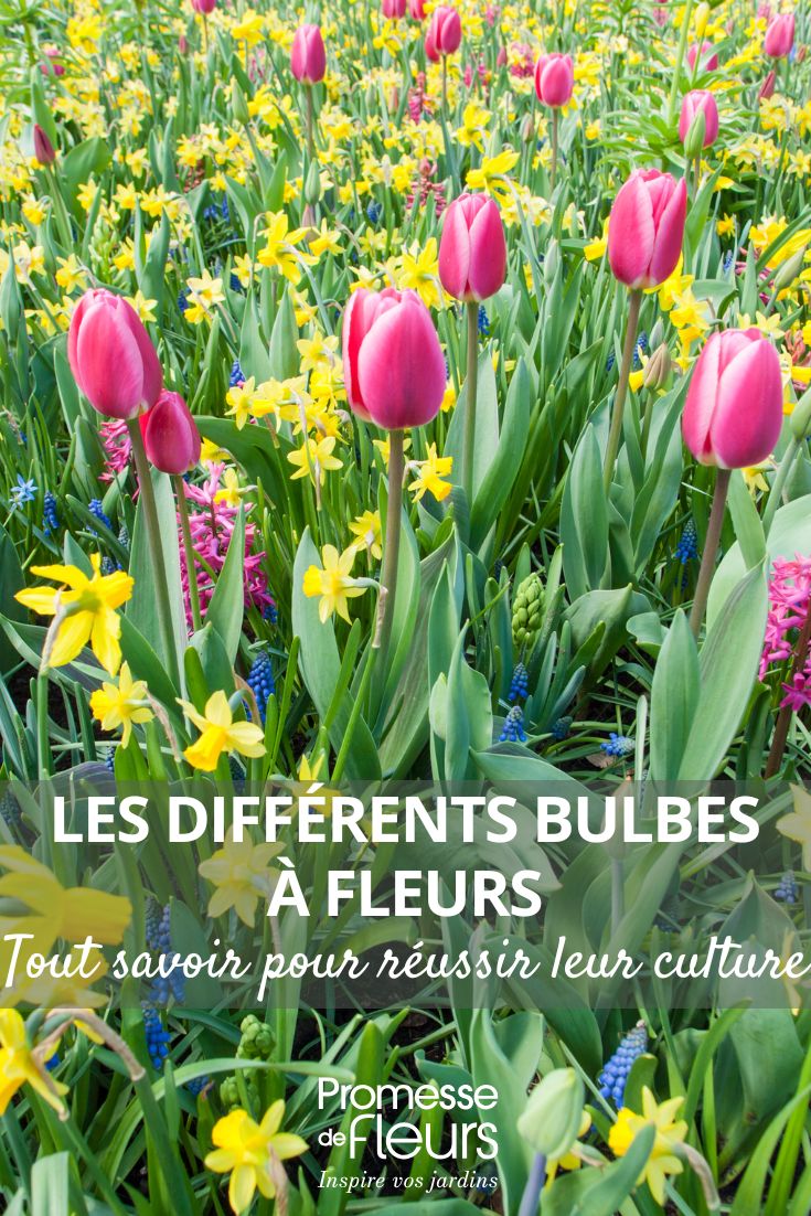Tulipas, narcisos e uvas-de-jacinto