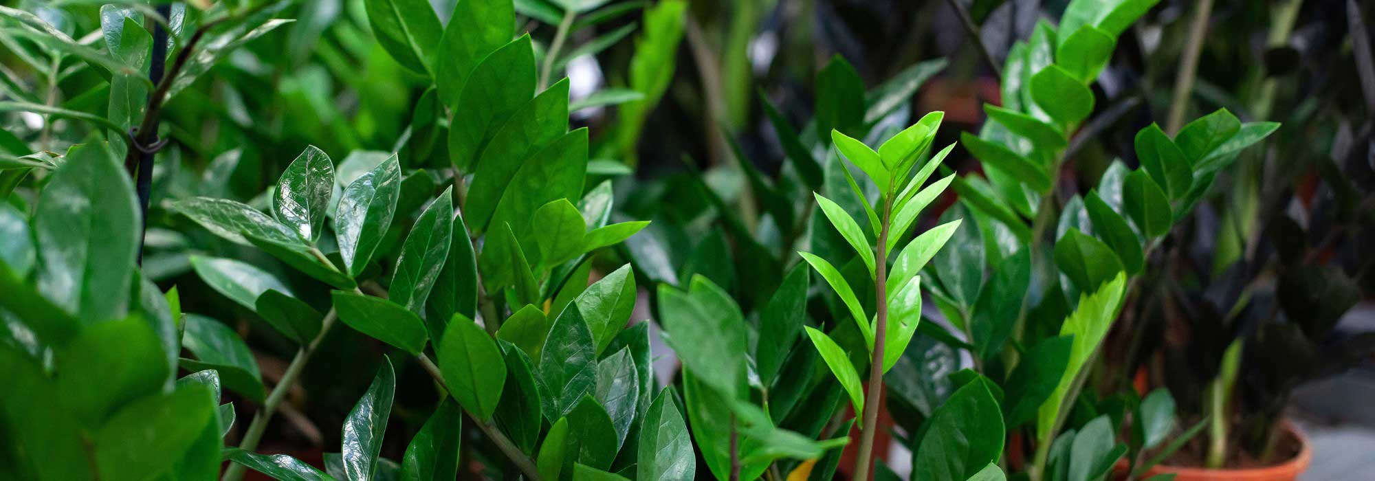 Zamioculcas: cultivo e cuidados