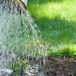 Como regar sem encharcar as suas plantas?