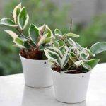 Flores de porcelana, flor-de-cera: como fazer estacas facilmente?