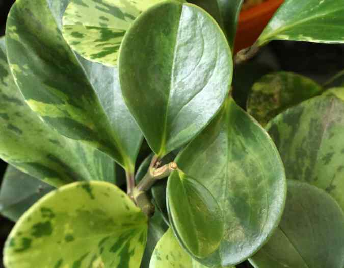 Como fazer estacas de Peperomia?