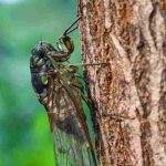 A cigarra, inseto do sul cujo canto típico se ouve nos jardins durante o verão