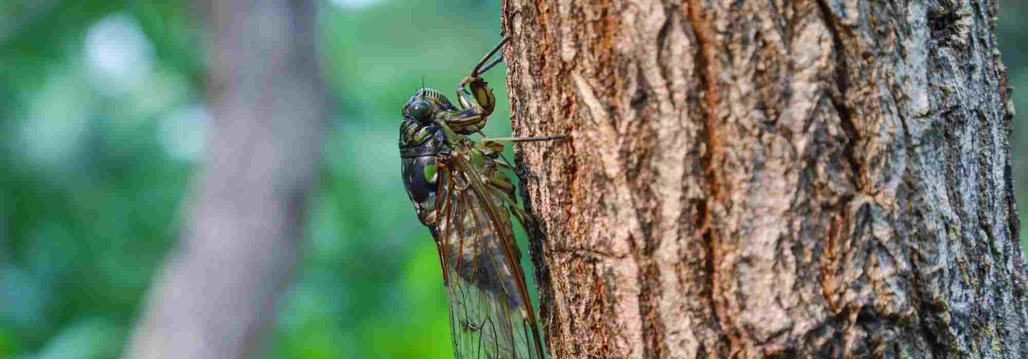 A cigarra, inseto do sul cujo canto típico se ouve nos jardins durante o verão