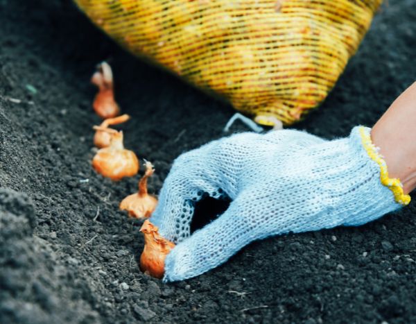 Como plantar cebolas na horta?