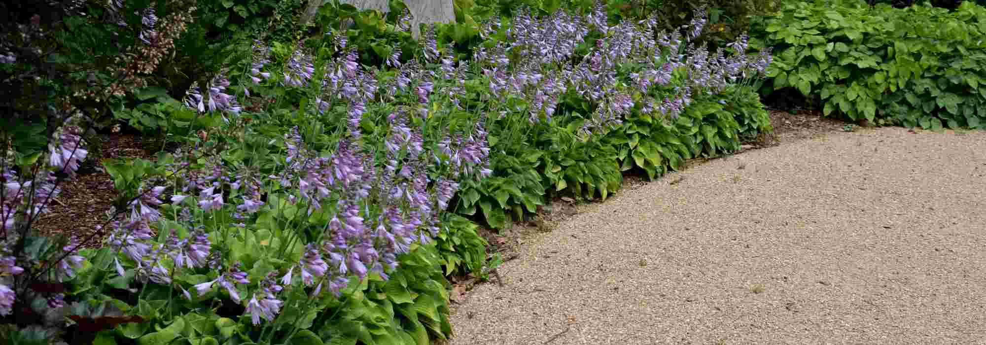 Como cobrir o solo sem deixar que se alastre? As nossas plantas de cobertura favoritas