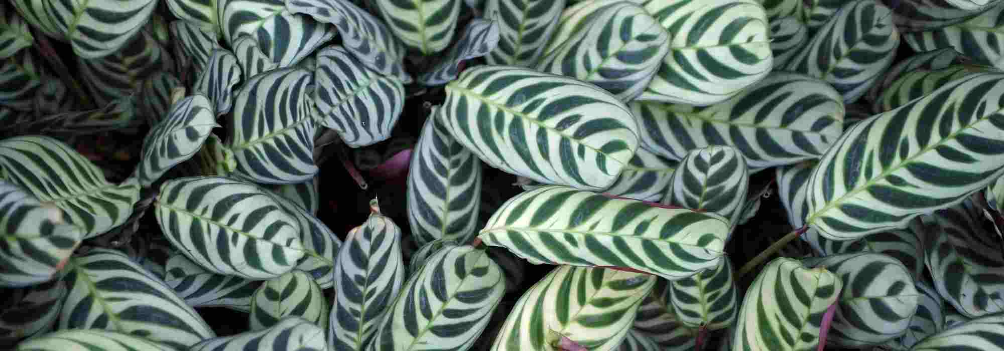Doenças e pragas da maranta-cinza: os nossos conselhos