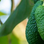 Como plantar um abacateiro em plena terra e ter sucesso no seu cultivo no jardim?