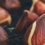 Tudo o que precisa de saber sobre os diferentes bolbos de flores para os cultivar com sucesso