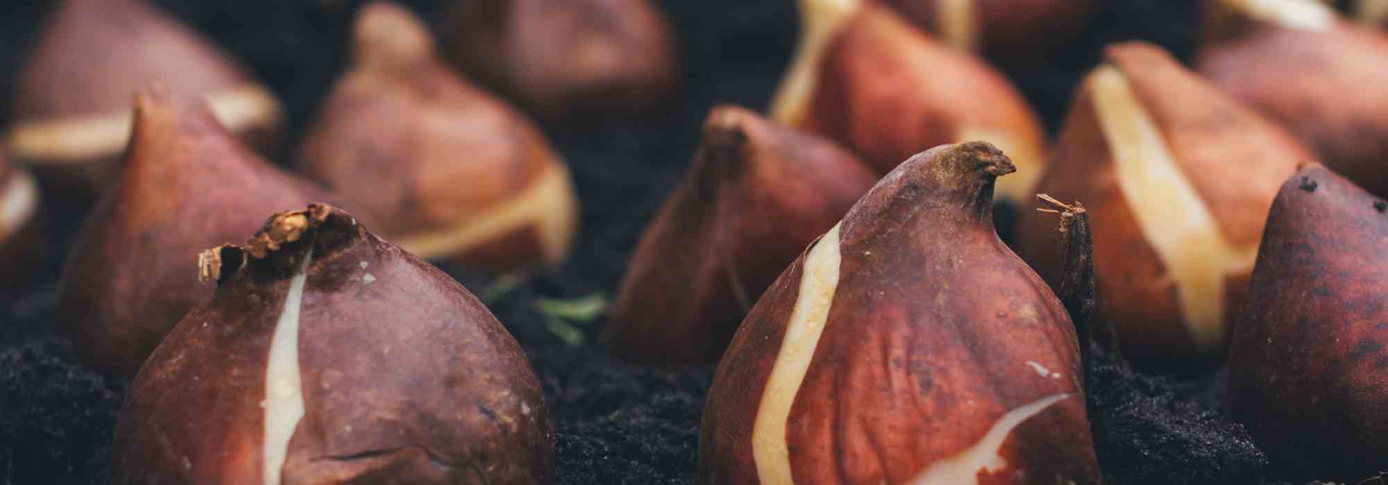 Tudo o que precisa de saber sobre os diferentes bolbos de flores para os cultivar com sucesso