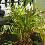 Dypsis, palmeira-areca: doenças e pragas