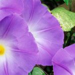 Ipomeia invasora: como controlá-la?