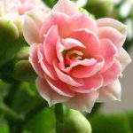 Kalanchoe de interior: os nossos conselhos para uma manutenção bem-sucedida