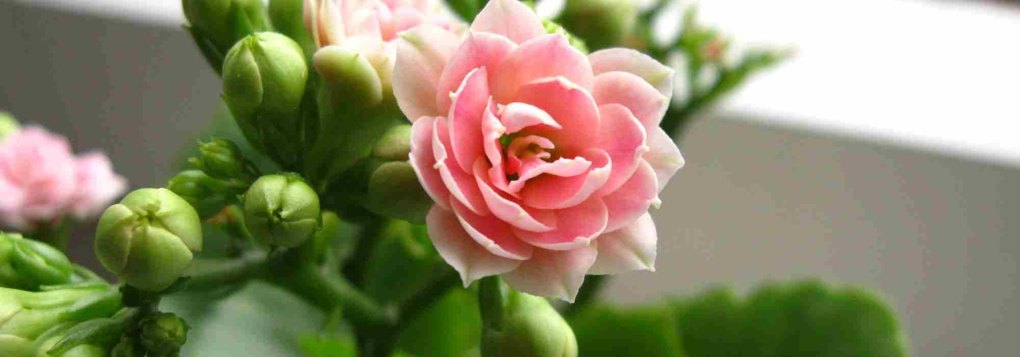 Kalanchoe de interior: os nossos conselhos para uma manutenção bem-sucedida