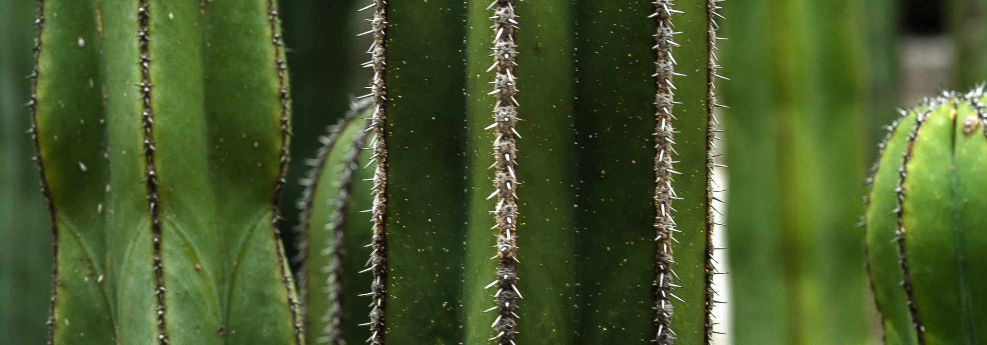 Doenças e pragas do cacto africano
