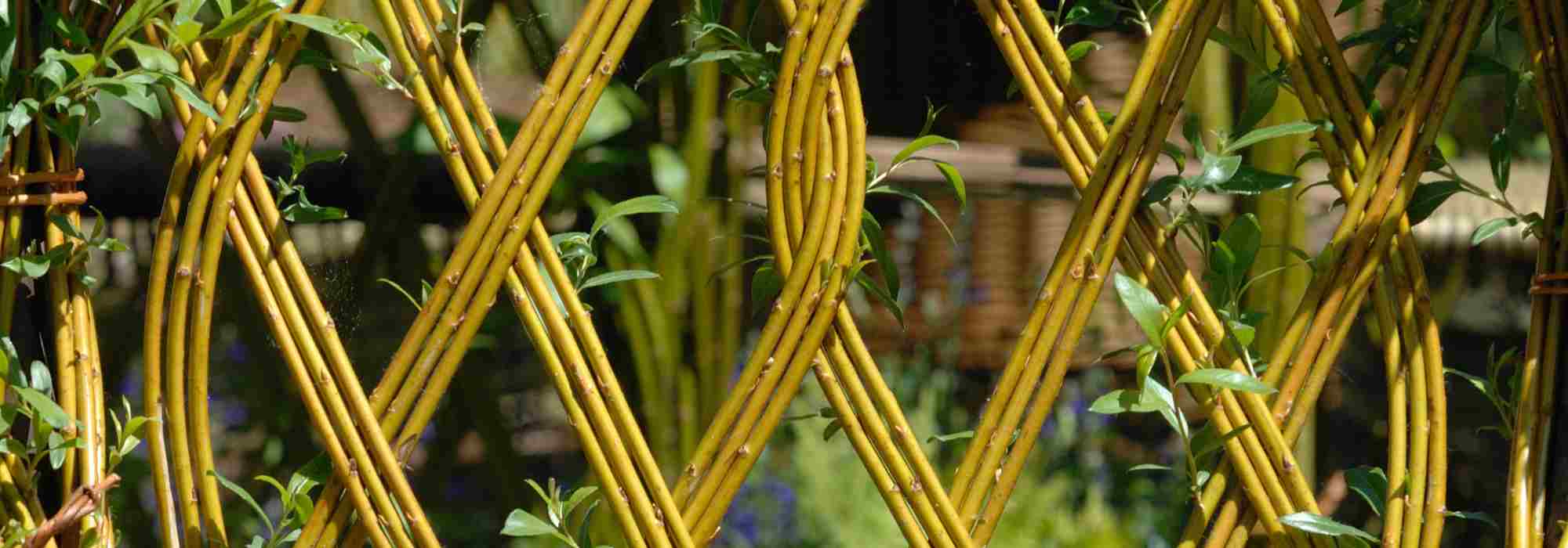 O salgueiro no jardim: ideias e inspiração