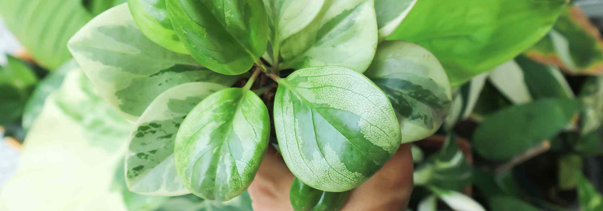 Peperomia: os cuidados ao longo das estações do ano