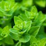 As plantas aromáticas úteis para um jardim de permacultura