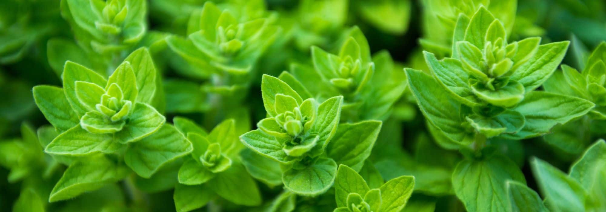 As plantas aromáticas úteis para um jardim de permacultura