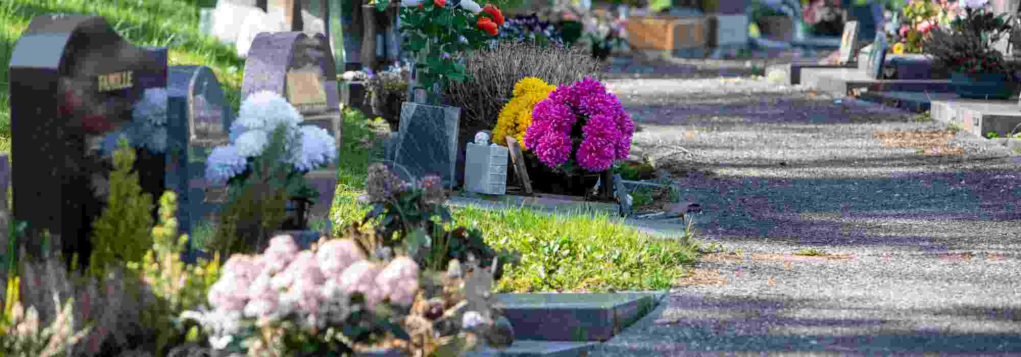 Plantas resistentes para o cemitério: o que plantar em vaso numa campa?