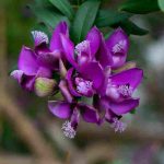 Cultivar um Polygala em vaso