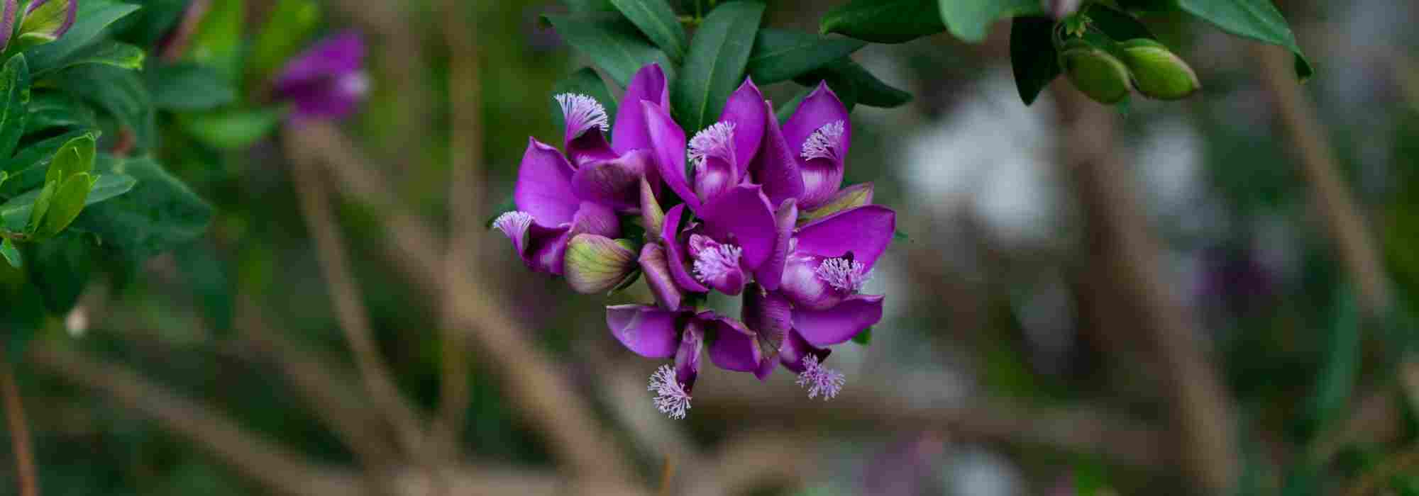 Cultivar um Polygala em vaso
